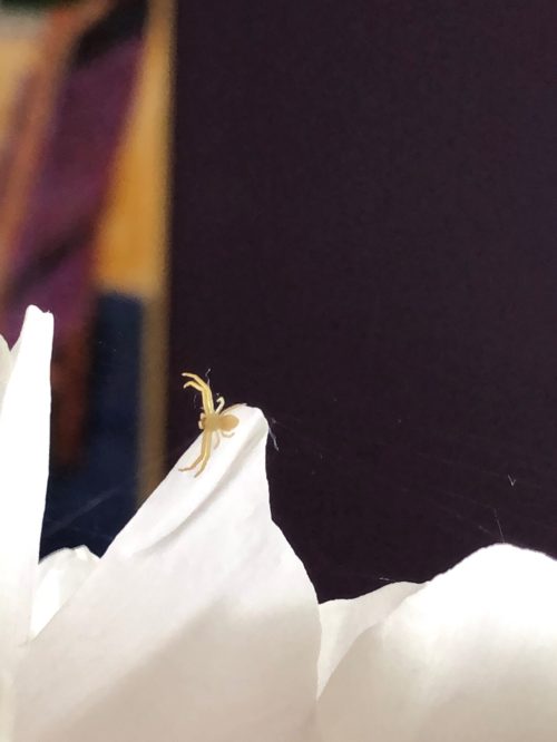 A tiny yellow spider sits atop a white peony bloom and showed us the importance of healing from trauma.