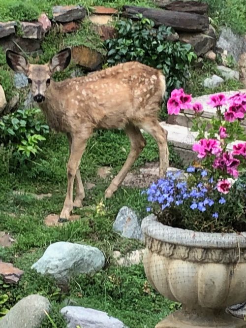 This baby deer still has her spots as she looks up at the camera. She is standing in our garden at Caprice Fine Art Studio Gallery