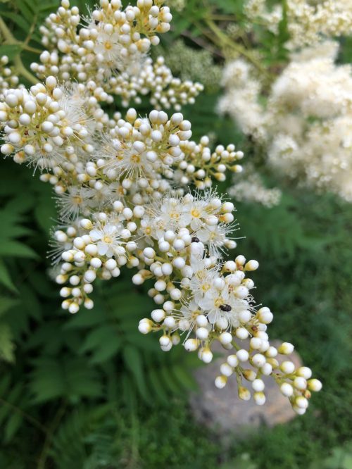 Delicate white flower in bloom in the garden